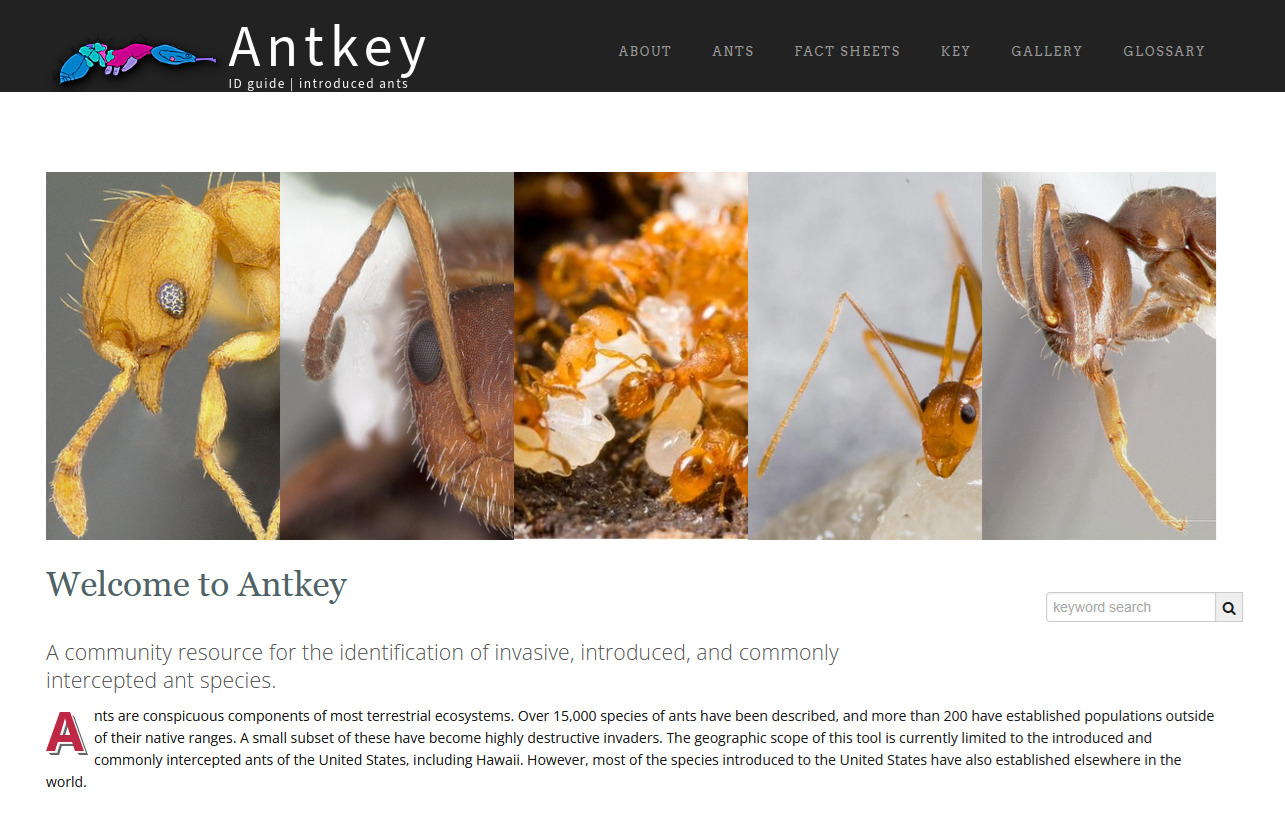 Release of Antkey to ITP’s dynamic platform