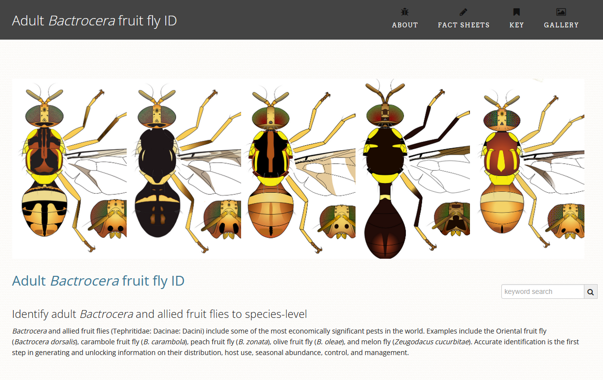 A new tool for identification of adult Dacini fruit flies